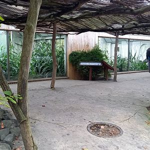 Enclosures Shoebills
