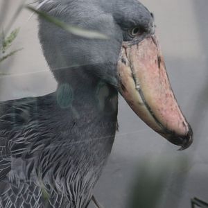 Shoebill