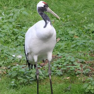 Red-crowned crane