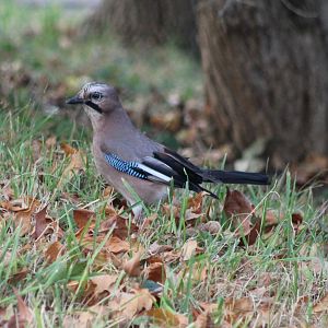 European jay