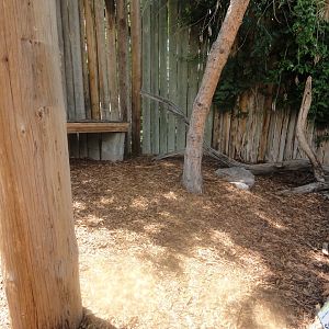 African Spurred Tortoise Exhibit