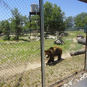 Grizzly Bear Exhibit