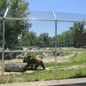 Grizzly Bear Exhibit