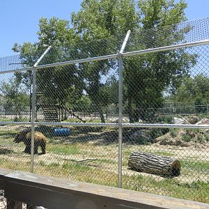 Grizzly Bear Exhibit