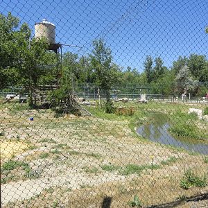 Grizzly Bear Exhibit