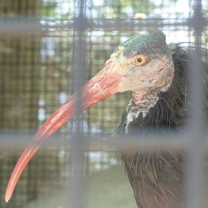 Waldrapp Ibis