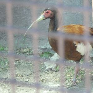 Madagascar Crested Ibis
