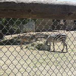 Plains Zebra - Newborn Foal