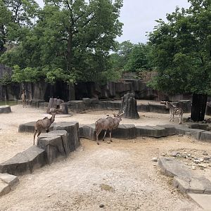 All Animals of the African Waterhole