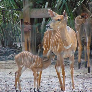 Nyala Calf Nursing