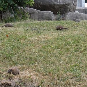Wild Groundhogs in Ape Exhibit?, Great Apes of Harambee - July 2022
