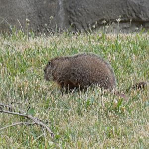 Wild Groundhogs in Ape Exhibit?, Great Apes of Harambee - July 2022