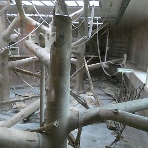 Right Indoor Ape Exhibit, Great Apes of Harambee - July. 2022