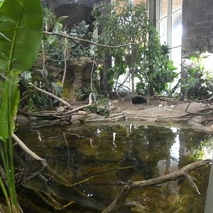 Expanded Water Monitor Exhibit, Reptile Conservation Center - July 2022