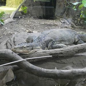 Water Monitor, Reptile Conservation Center - July 2022