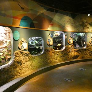 Adaptation/Evolution Hall, National Amphibian Conservation Center - July 2022
