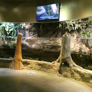 Eastern Hellbender Exhibit, National Amphibian Conservation Center - July 2022