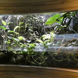 Panamanian Golden Frog Exhibit, National Amphibian Conservation Center - July 2022
