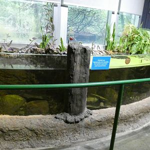 Open-topped Stream Exhibit #2 & 3, National Amphibian Conservation Center - July 2022