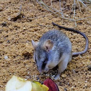 Acacia rat or Sundevall`s Thallomys