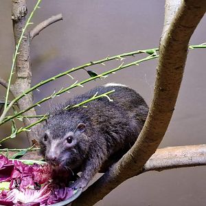 West African Tree Hyrax