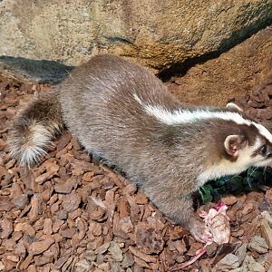 Javan Ferret Badger
