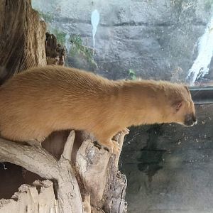 Siberian Weasel
