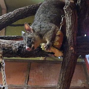Brushtail Possum