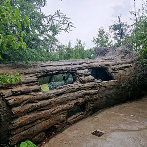 Siberian Weasel exhibit