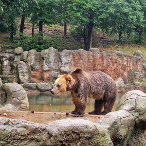 Kamchatka Brown Bear