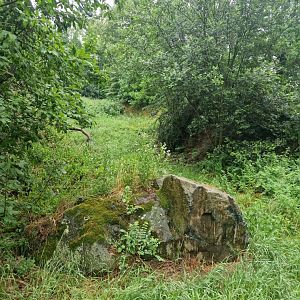 Canadian lynx exhibit