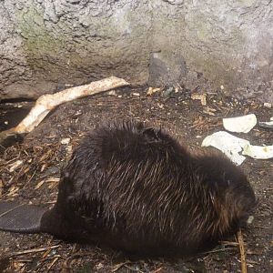Canadian Beaver
