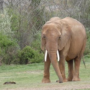African Elephant at the North Carolina Zoo