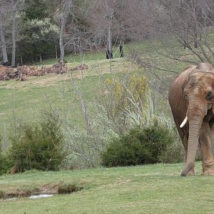African Elephant and Fringe-eared Oryx at the North Carolina Zoo