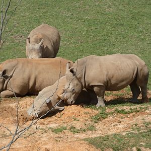 Southern White Rhinos at the North Carolina Zoo