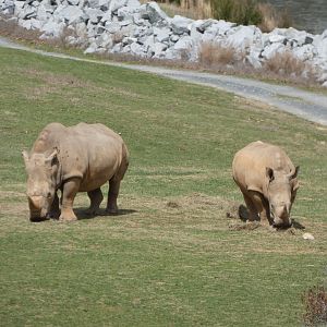 Southern White Rhinos at the North Carolina Zoo