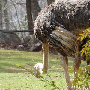 Common Ostrich at the North Carolina Zoo