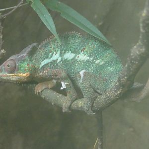 Panther chameleon, June 2022