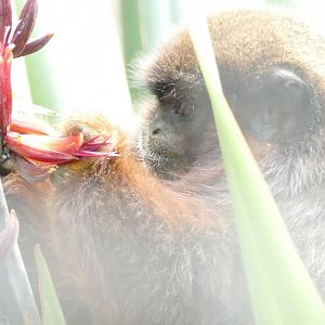 Coppery titi monkey, June 2022