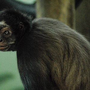 Spider Monkey - Clifton Zoo 2022
