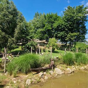 Katanga Lion exhibit