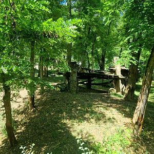 Siberian Tiger exhibit