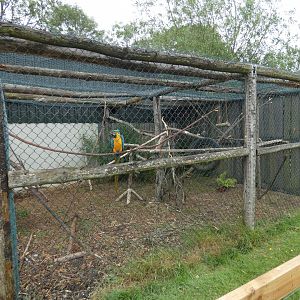 Blue-and-yellow macaw aviary