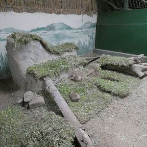 Black-tailed prairie dog enclosure