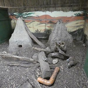 Meerkat indoor enclosure