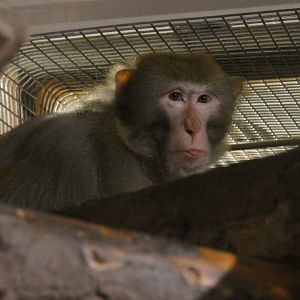 Rhesus macaque