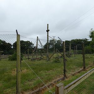Capuchin enclosure