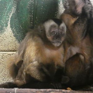 Large-headed capuchin