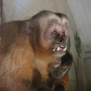 Large-headed capuchin
