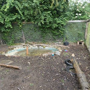 Asian short-clawed otter enclosure